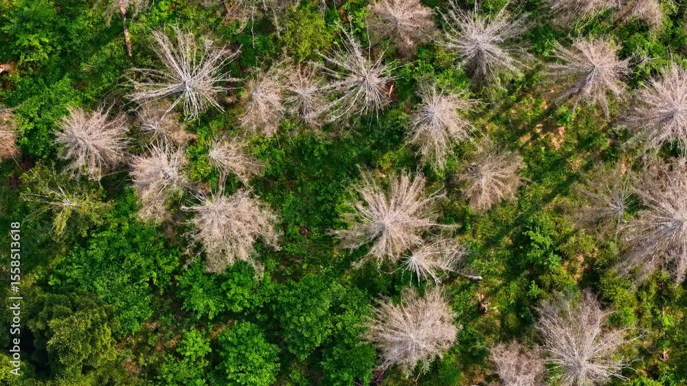 Poster top down view of dying and healthy trees in mixed forest with visible canopy patterns