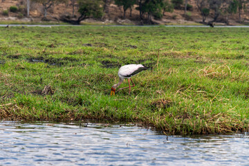 African egret on the grassland at the lakeside