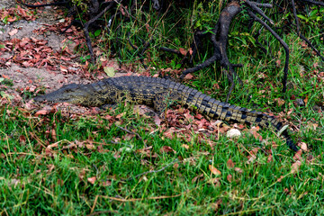 crocodile relaxing at the lakeside in Chobe National Park