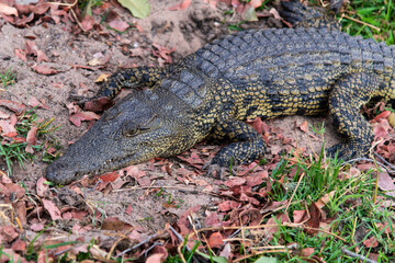 crocodile relaxing at the lakeside in Chobe National Park
