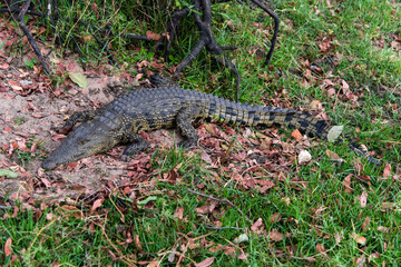 crocodile relaxing at the lakeside in Chobe National Park