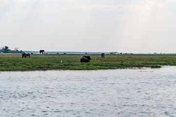 African buffalo on the grassland at the lakeside in Chobe National Park