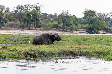 African buffalo on the grassland at the lakeside in Chobe National Park