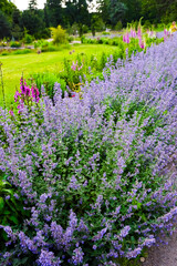 Beautiful Fassin's cat's mint plants bloom in a vibrant garden surrounded by lush greenery