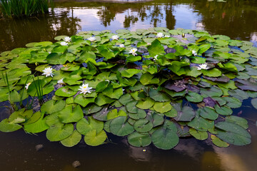 Beautiful water lilies bloom on a tranquil pond during a sunny afternoon