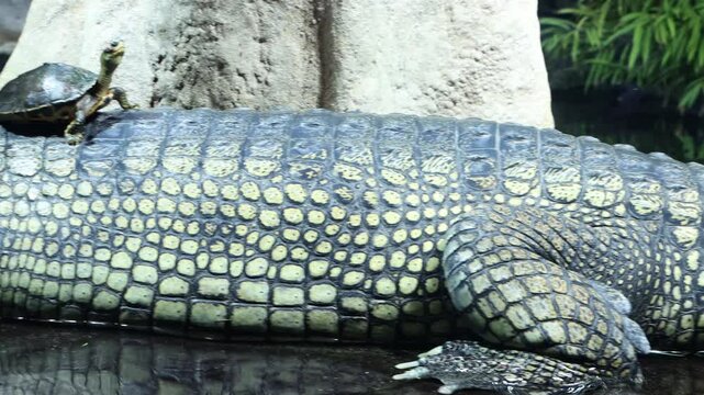 The Indian roofed turtle - Pangshura tecta, resting on The gharial (Gavialis gangeticus)