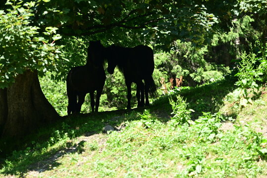 Schattenplatz auf der Pferdekoppel. Zwei Ponys stehen unter B&auml;umen auf er Sommerweide. Silhouette