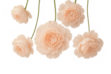 Five peach roses hanging upside down with transparent background, perfect for elegant and romantic designs