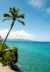 A lone palm tree standing on a coastal cliff, with a calm turquoise sea and distant mountains fading into the background under a lightly clouded sky. 