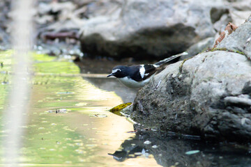 A bird actively searches for food, exploring its surroundings with focused attention in its natural habitat.