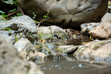 A bird actively searches for food, exploring its surroundings with focused attention in its natural habitat.