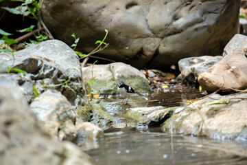 A bird actively searches for food, exploring its surroundings with focused attention in its natural habitat.