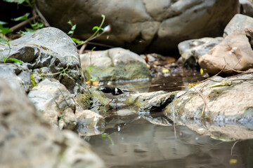 A bird actively searches for food, exploring its surroundings with focused attention in its natural habitat.