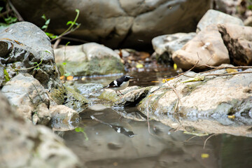 A bird actively searches for food, exploring its surroundings with focused attention in its natural habitat.