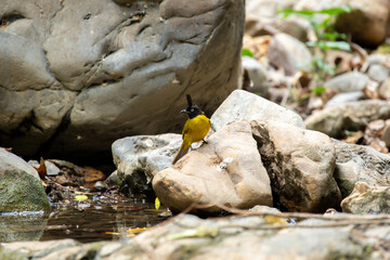 A bird actively searches for food, exploring its surroundings with focused attention in its natural habitat.