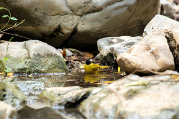 A bird actively searches for food, exploring its surroundings with focused attention in its natural habitat.