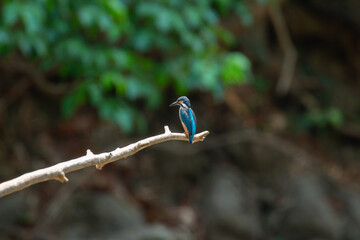 A bird actively searches for food, exploring its surroundings with focused attention in its natural habitat.