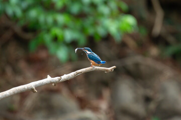 A bird actively searches for food, exploring its surroundings with focused attention in its natural habitat.