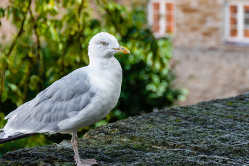 White and grey seagull standing on mossy stone ledge, with soft focus background of green foliage and historic building in the park.

