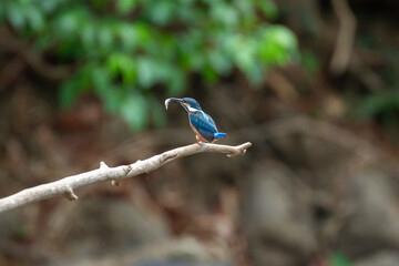 A bird actively searches for food, exploring its surroundings with focused attention in its natural habitat.
