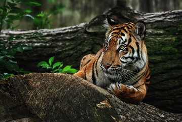 Sumatran tiger (Panthera tigris sumatrae) beautiful animal and his portrait