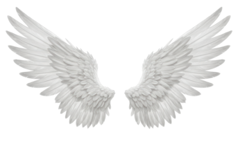 Isolated Angel Wings Feathery Pair for Costume