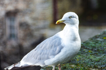 Detailed close-up portrait of a seagull perched on mossy stone wall, with blurred architectural background creating a soft bokeh effect.

