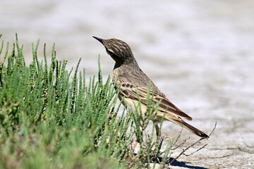 Brachpieper // Tawny pipit (Anthus campestris) - Vjosa-Narta Delta, Albanien