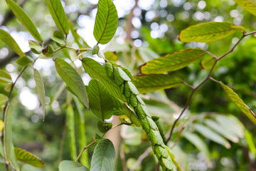 Long pendant seed structures of Phyllodium pulchellum hanging from leafy branches
