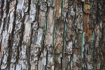Rough tree bark with deep cracks and natural textures.