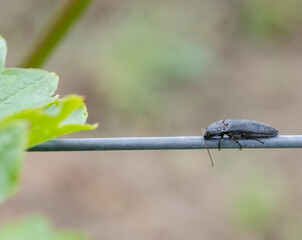 Black click beetle walking on a wire in a vineyard
