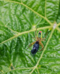 Green spider catching fly in spiderweb with green leaf background