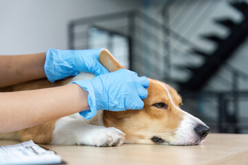 Veterinary Care. Dog receiving examination and treatment at clinic.