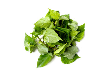 Fresh Sweet Ivy leaves for cooking, Asystasia gangetica (L.) T. Anders.