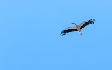 While the stork is heading towards its nest, it flies around the nest to check if the surroundings...
