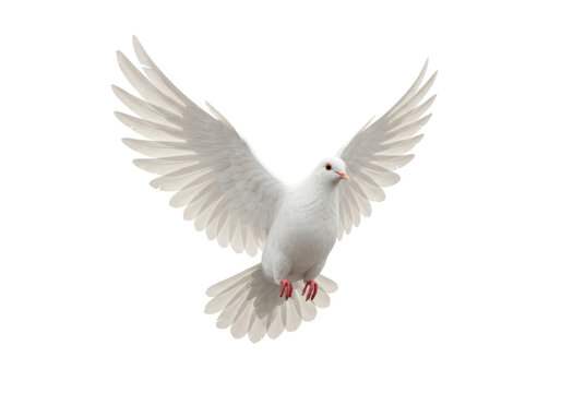 Isolated Dove in Flight with Wings Spread Wide