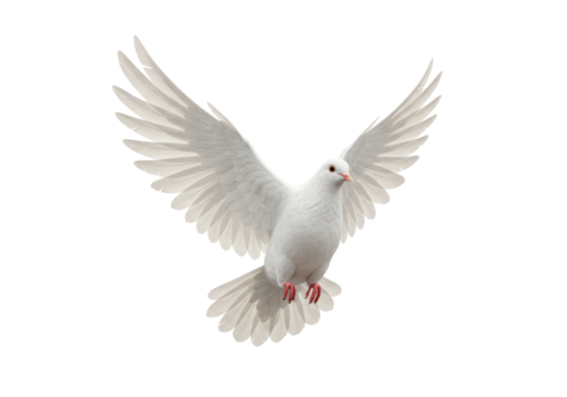 Isolated Dove in Flight with Wings Spread Wide