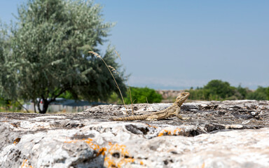 lizard crawling among rocks on sunny day