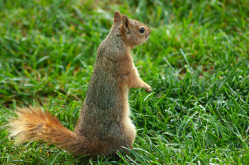 a squirrel stands on its two legs on the green grass and looks around.