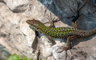 lizard crawling among rocks on sunny day