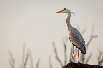 A Gray Heron, pearched on a roof, looking into the setting sun