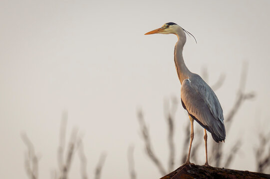A Gray Heron, pearched on a roof, looking into the setting sun