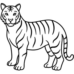 Elegant White Tiger Outline Line Art Vector