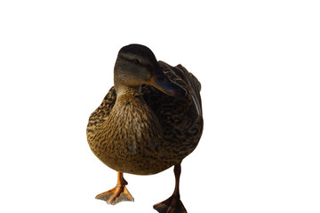 A duck stands on the shore, its feet firmly planted in the grass or damp ground. Its smooth...
