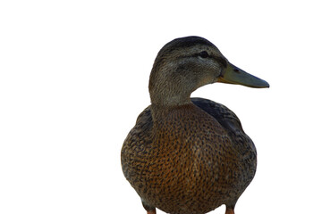 A duck stands on the shore, its feet firmly planted in the grass or damp ground. Its smooth...