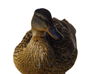 A duck stands on the shore, its feet firmly planted in the grass or damp ground. Its smooth...