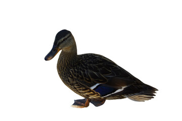 A duck stands on the shore, its feet firmly planted in the grass or damp ground. Its smooth...