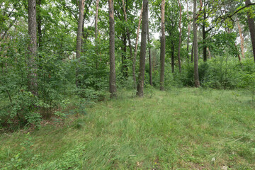 A vibrant shot of a forest with lush green trees and grass.