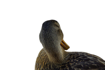 A duck stands on the shore, its feet firmly planted in the grass or damp ground. Its smooth...