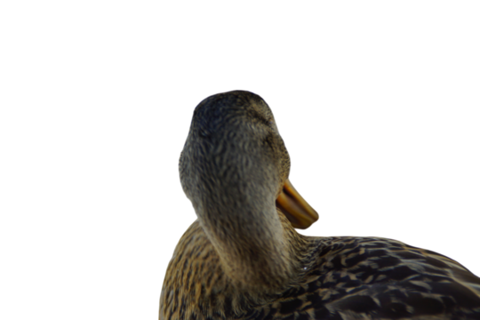 A duck stands on the shore, its feet firmly planted in the grass or damp ground. Its smooth feathers catch the natural light, while its curious gaze surveys the surroundings. 